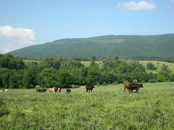 Cattle grazing rolling pasture at golden hour
